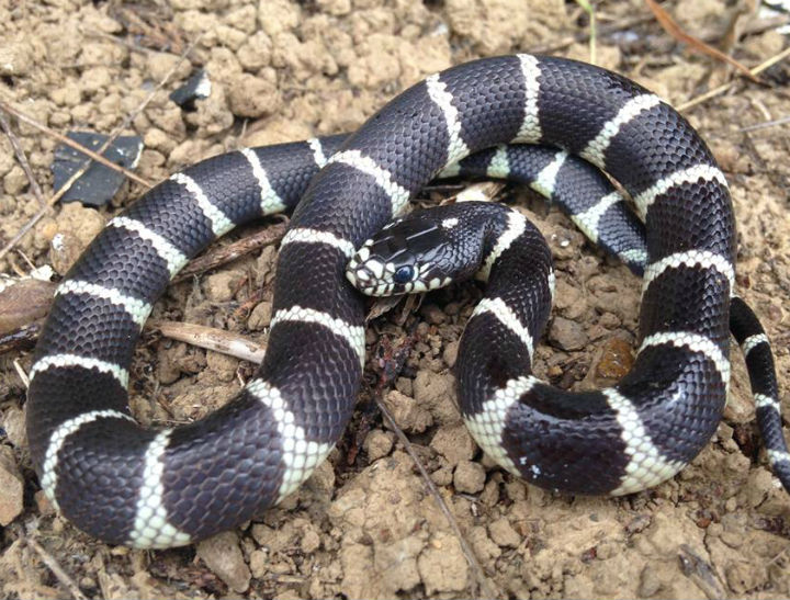 California Kingsnake